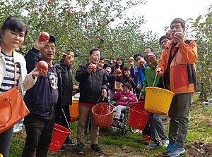 3차 제철과일체험(문경사과축제)